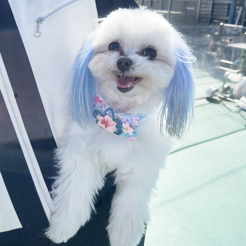 生徒が撮影したモデル犬の写真②